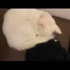 قط شيرازي لتبني