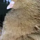 4 حبات كنق امريكي خصم الخرج