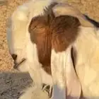 تيس فحل مشروط