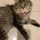 قطه شيرازيه للتبني