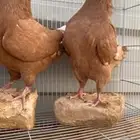 جوزين كنق اخوان الخرج