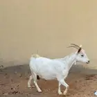 عنز دافع باقي لها اقل من شهر مقروعه من فحل قزمي