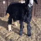 طلي نجدي