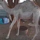 روضة التنهات شمال اسبطر