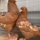 جوزين اخوان اخوان. كنق اصفر الخرج Vip