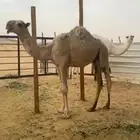 قعدان لباني