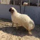 نعميه صنف وجبره