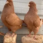 جوزين كنق كبار وصغار. الخرج