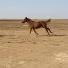 فرس ابل عربية شعبية