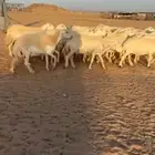 غنم حريات مراح واحد ومفتوح مجال التفريد