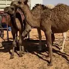 قعدان