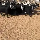 معزا عوارض كفو مراح واحد جرم وشعره ودفيع