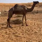 عشرا مبيوع ولدها