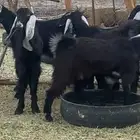 جفار عوارض مقفله