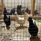 دجاج حباحب فاخر