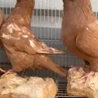 كنق اصفر اخوان اخوان. عدد 4 الخرج