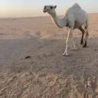 بكره باتليه