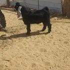 تيس