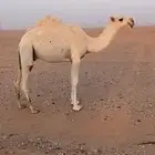 القعود الحيسوني