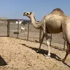 للبيع بكره حقه