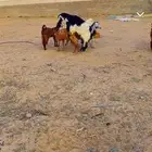 فحل كفووو حار
