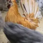 دجاج حباحب ودياكه حباحب توب