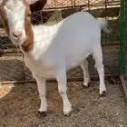 جفره وتيس غزميات