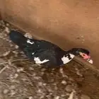 بط إناثي اللون اسود