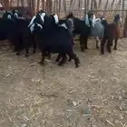 جفار