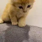 قطط للتبني