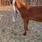 للبيع جذعة طيبة الافلاج