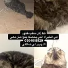 قط محصي مفقود اللي يحصله له 1000