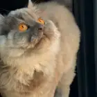 قطه ماين كون للبيع