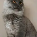 قطه للبيع