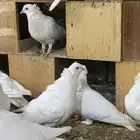 حمام مصري
