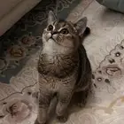 قطه مهستره لعوبه