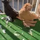 لعشاق البخارى