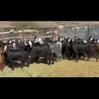 جفار مقاني طيبه