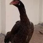 طقم شامو يباني