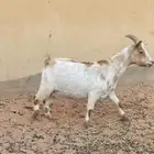 العنز قزميه مشروكه بجنوبي دافع