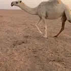 ضريبة رمانية ثنية