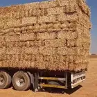 تبن قمح شد ممتاز