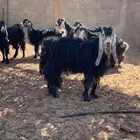 معزا عوارض بفحلها