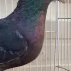 جوز قطايف زرق محابيب الخرج