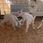 قزمي مع جنوبي