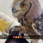 بوم للبيع تفريخ ب 700