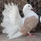 مطلوب مطلوب. انث نفس الصوره عاجلا. الخرج