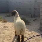 شاه صنف دافع