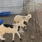 سواكن تربيه