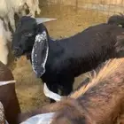 ذبائح تيوس وجفار مع الذبح والتوصيل